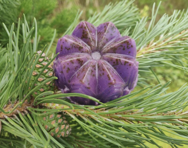 käsitööseep lavendli männiokastega