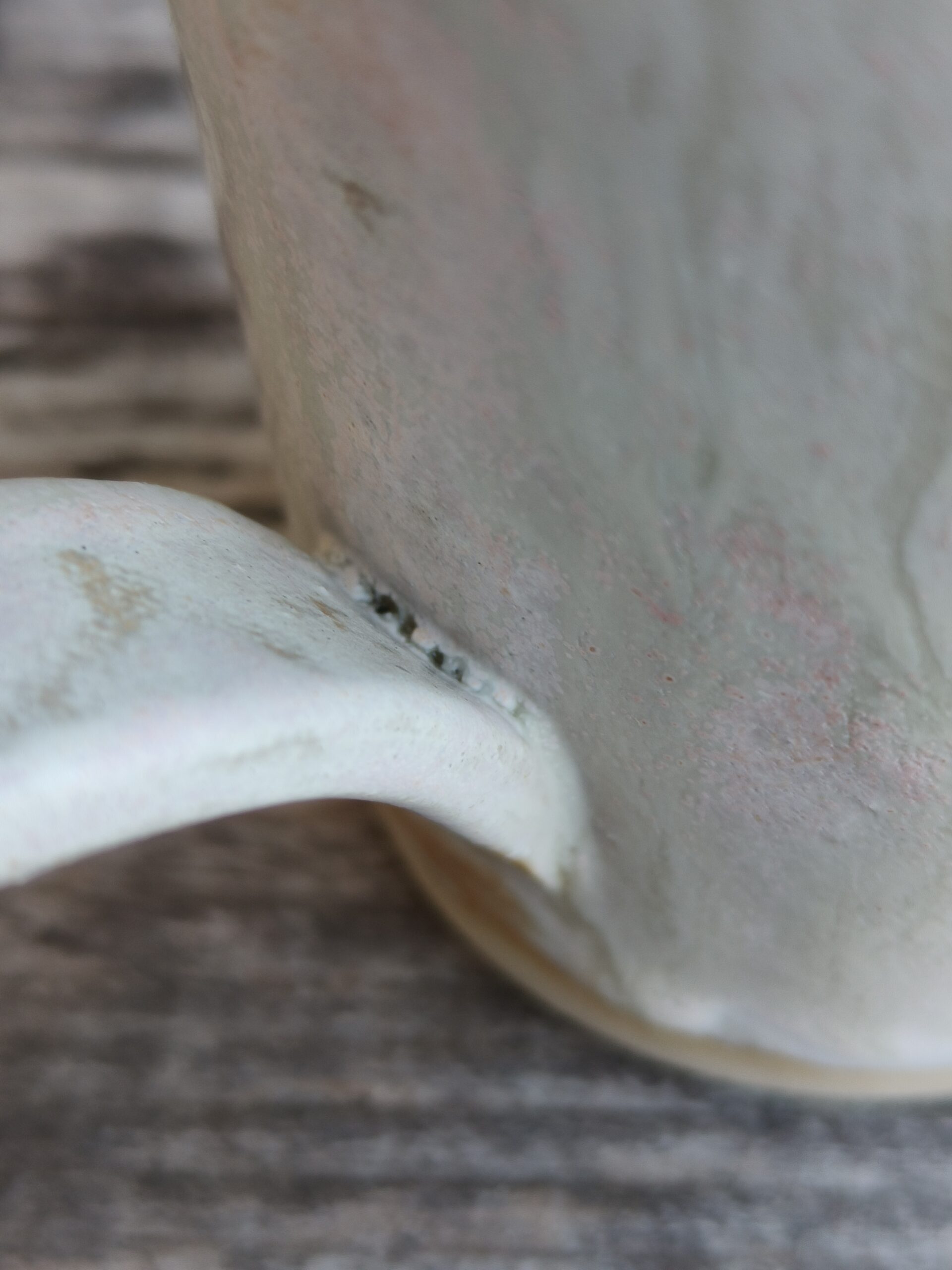 Sinililletass - Image 15