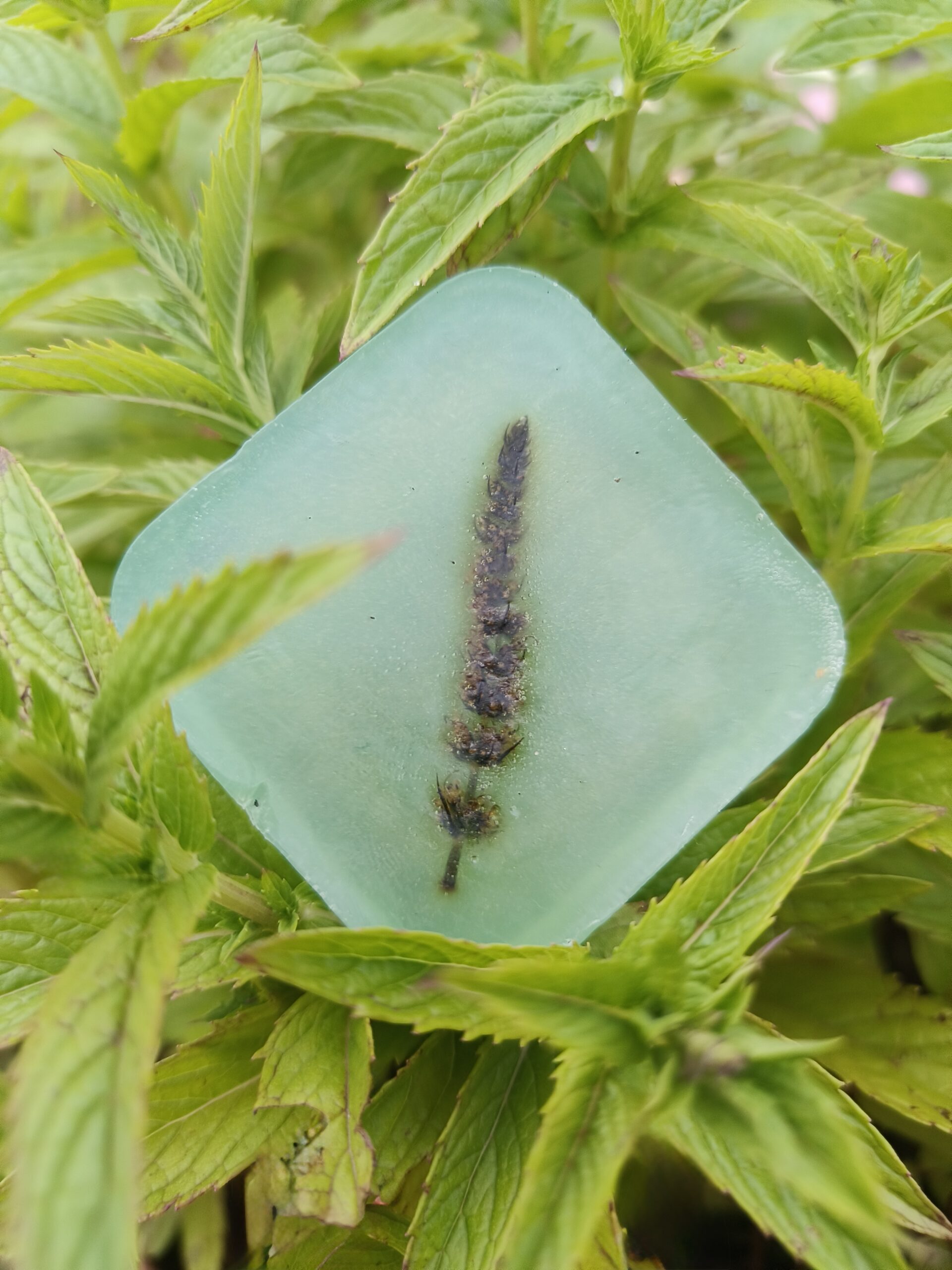 Piparmündiseep (Mojitoseep